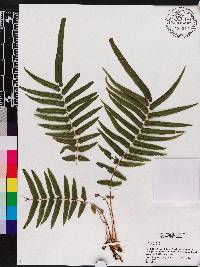 Pteris vittata image