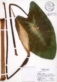 Colocasia esculenta image