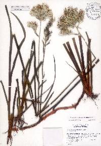 Lachnanthes caroliniana image