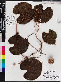 Dioscorea bulbifera image