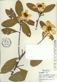 Gordonia lasianthus image