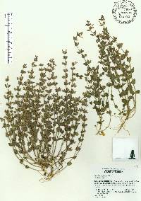 Scutellaria parvula image