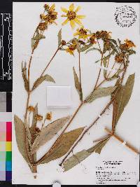 Bidens laevis image