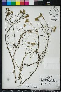 Flaveria linearis image