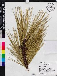 Pinus serotina image