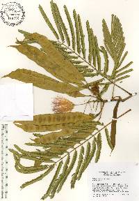 Albizia julibrissin image