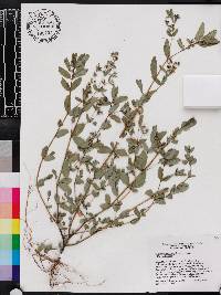 Chamaesyce hyssopifolia image