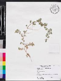 Desmodium triflorum image