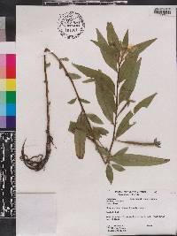 Ludwigia octovalvis image