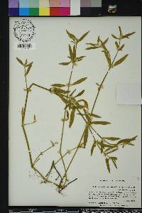 Alternanthera sessilis image