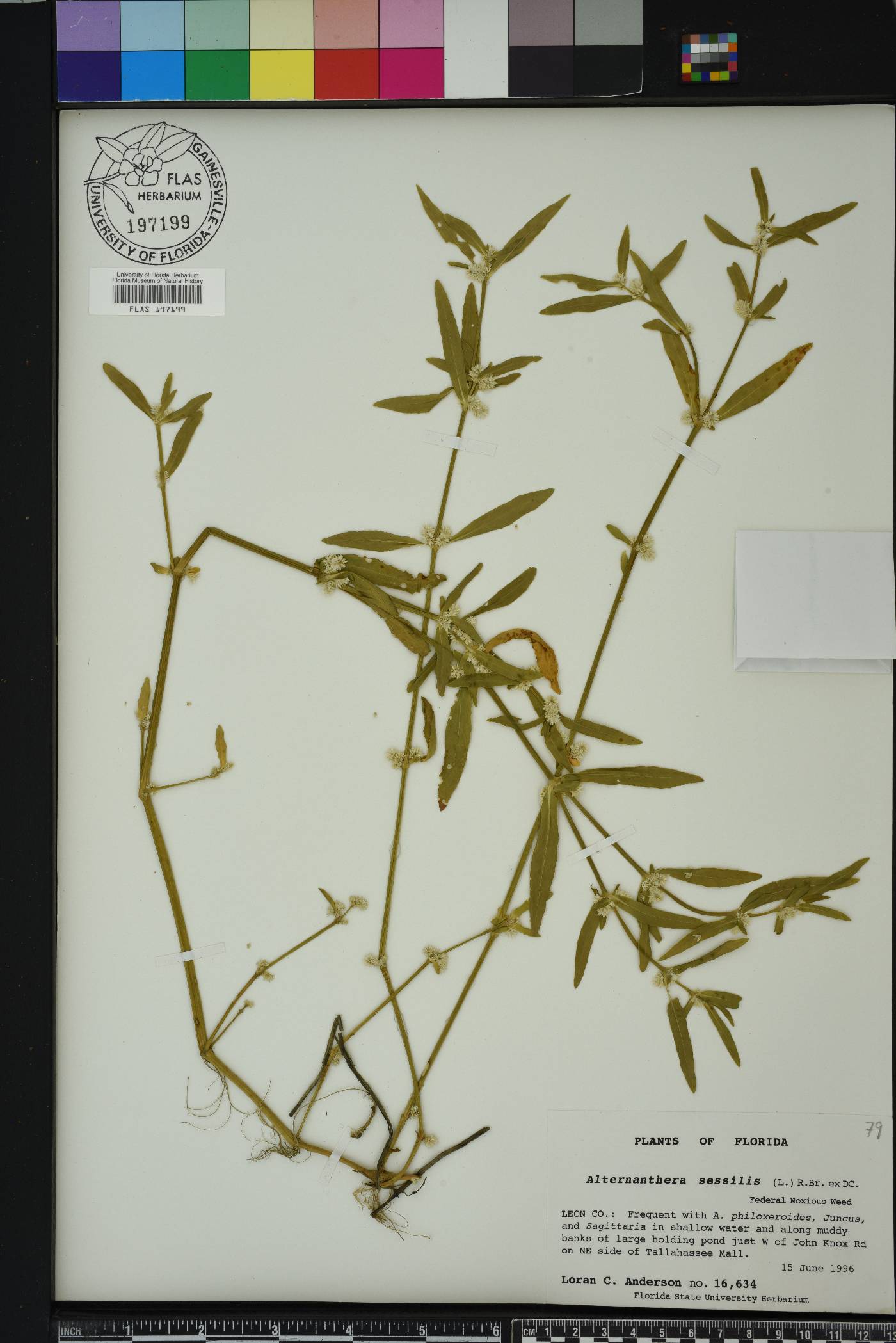 Alternanthera sessilis image