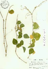 Desmodium ochroleucum image