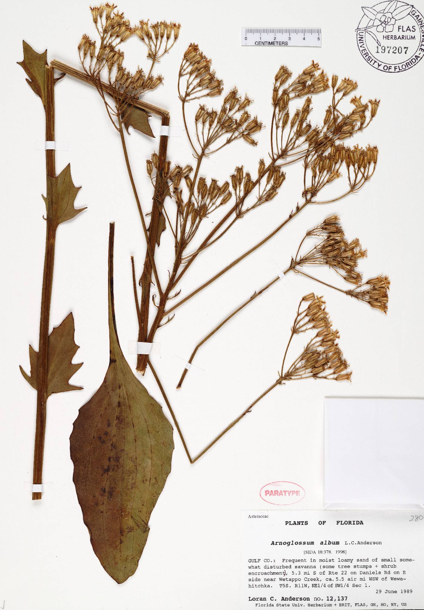 Arnoglossum album image