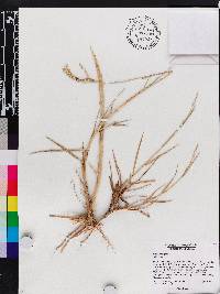 Panicum repens image