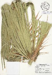 Sabal palmetto image