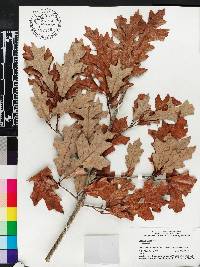 Quercus lyrata image