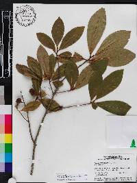 Asimina parviflora image