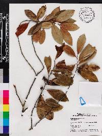 Prunus caroliniana image
