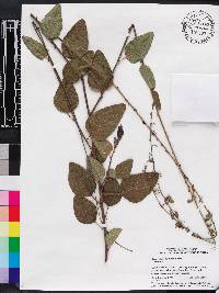 Desmodium floridanum image