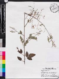 Desmodium laevigatum image