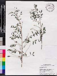 Indigofera caroliniana image