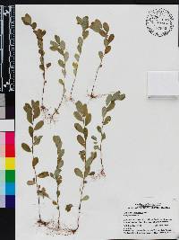 Phyllanthus caroliniensis subsp. caroliniensis image