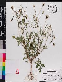 Bidens bipinnata image