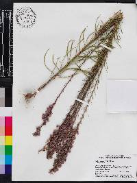 Liatris elegans image