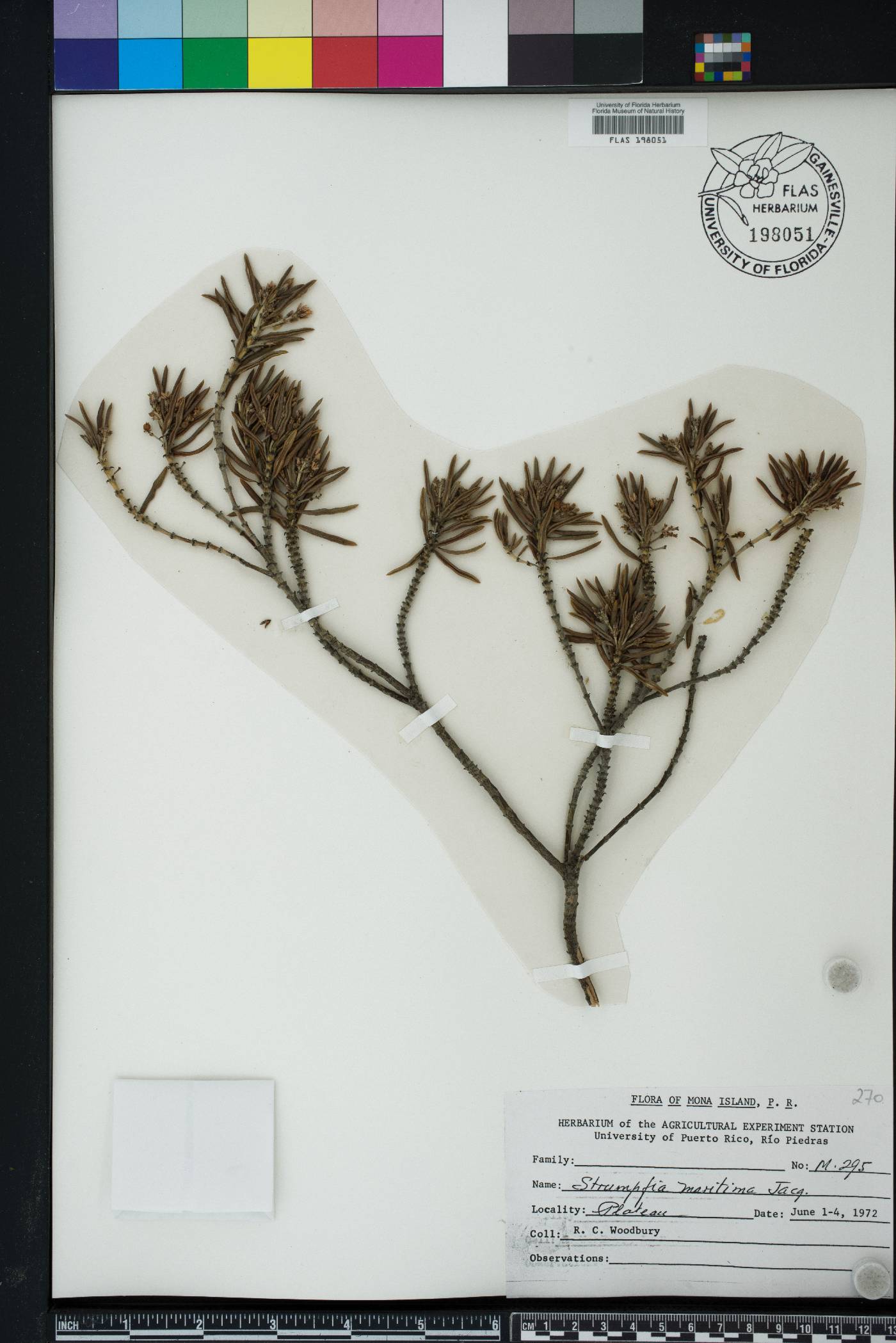 Strumpfia maritima image