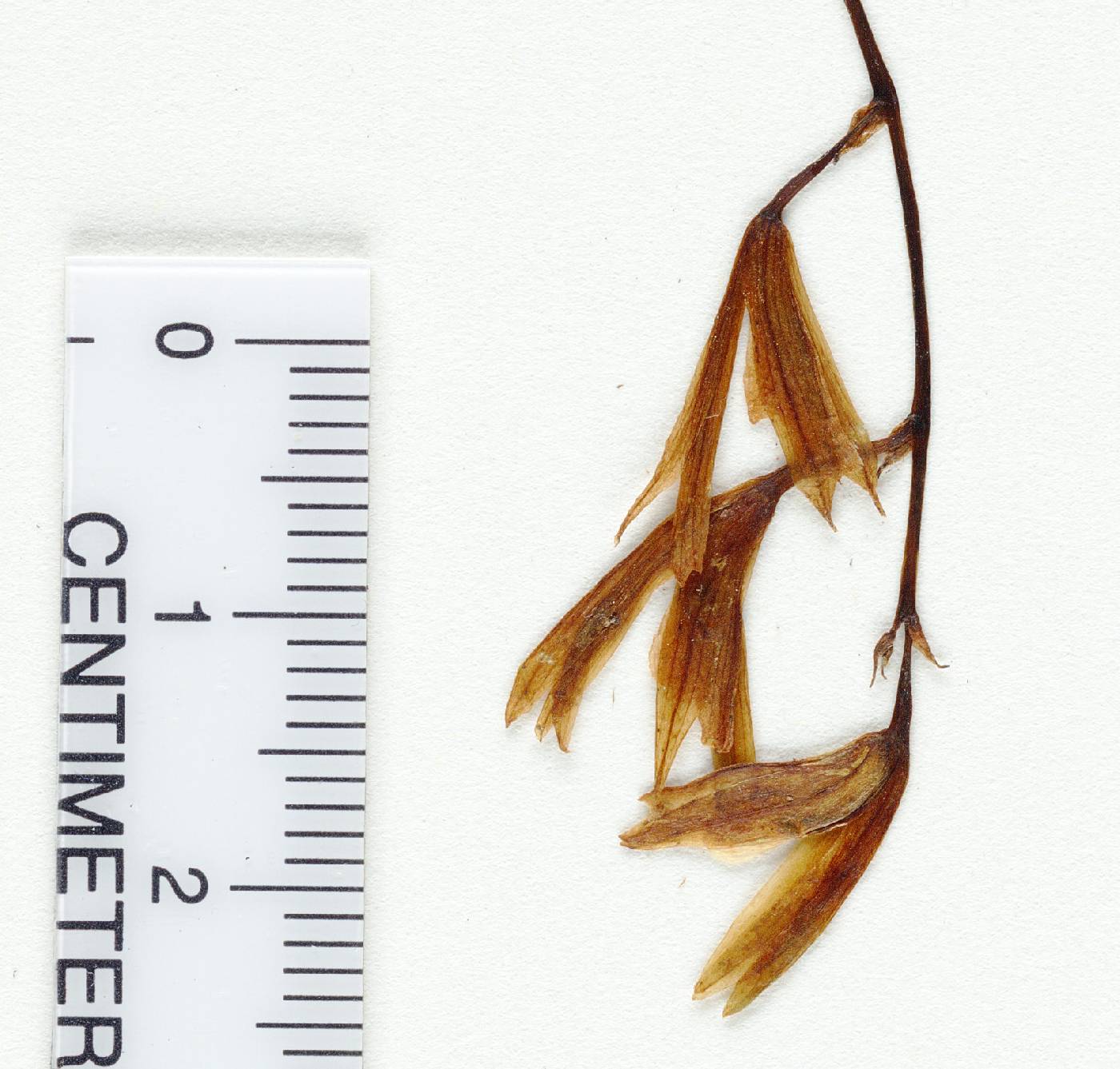Basiphyllaea hamiltoniana image
