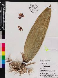 Lophiaris maculata image