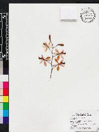 Encyclia dichroma image