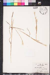 Andropogon ternarius image