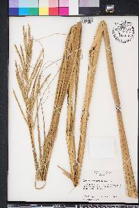 Spartina cynosuroides image