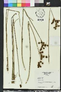 Juncus scirpoides image