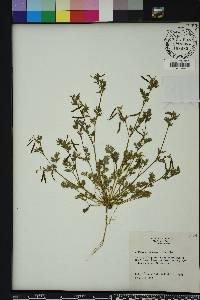 Corydalis flavula image