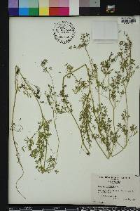 Fumaria officinalis image