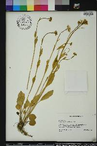 Cardamine bulbosa image