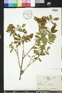 Rosa palustris image