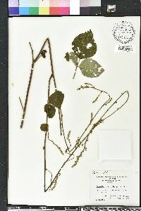 Desmodium viridiflorum image