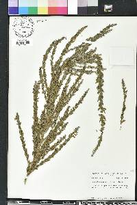 Lespedeza cuneata image