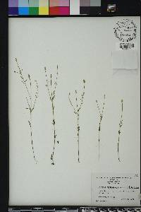 Polygala verticillata image