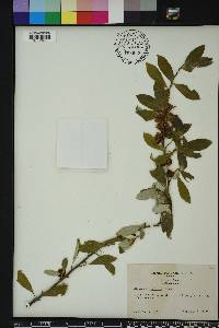 Elaeagnus umbellata image