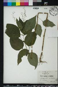 Circaea canadensis image