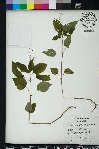 Circaea canadensis image