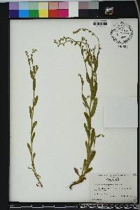 Myosotis macrosperma image