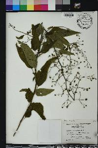 Scrophularia marilandica image