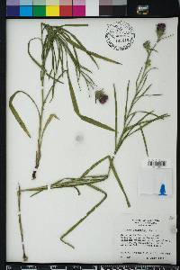 Liatris squarrosa image