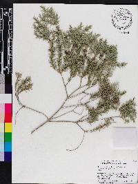 Melaleuca armillaris image