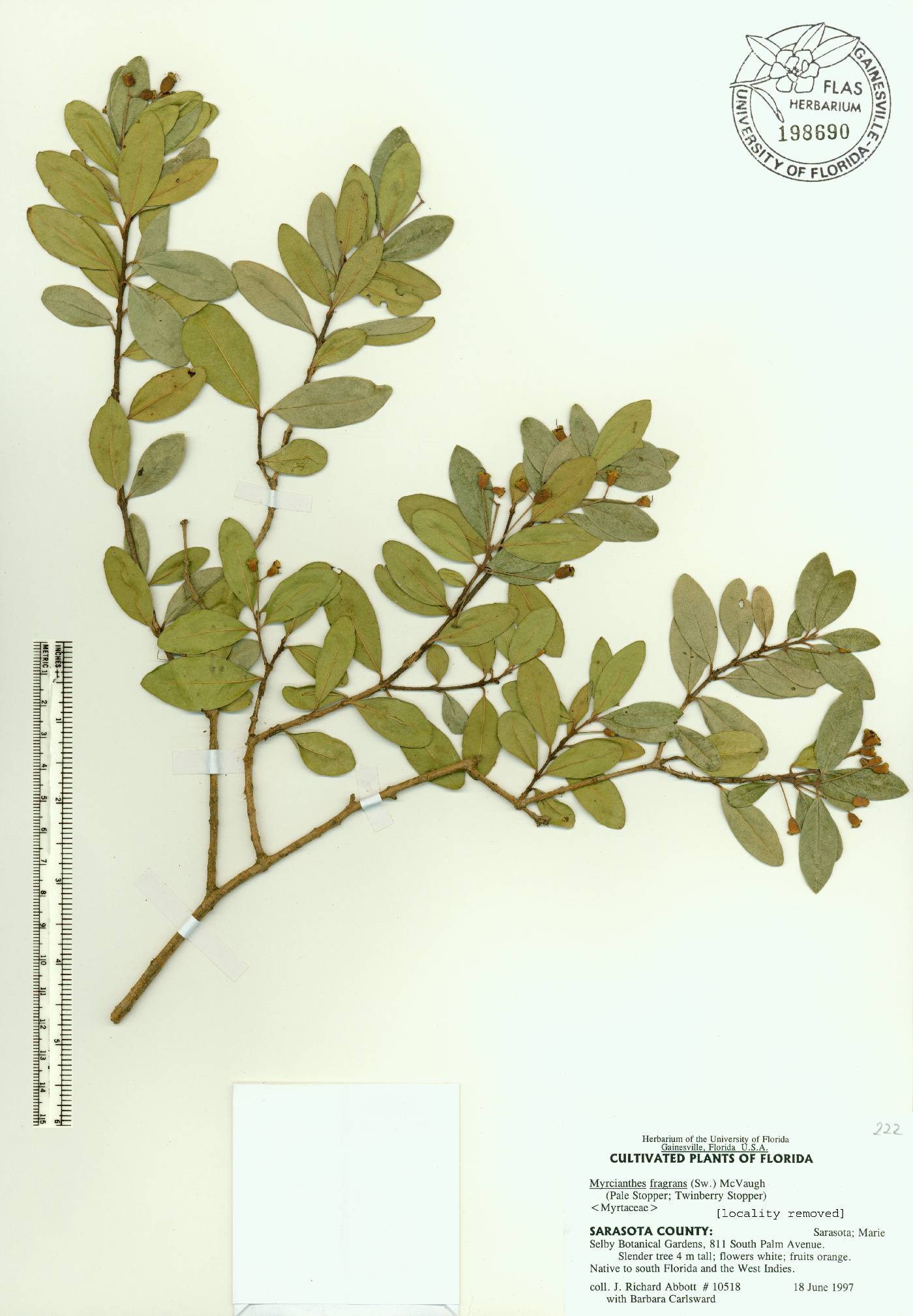 Myrcianthes fragrans image